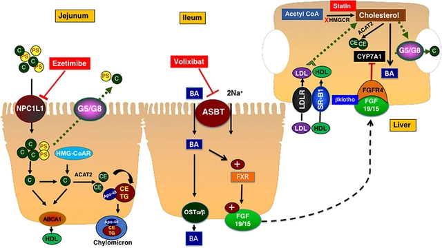 Cholestyramine vs. Other Cholesterol-Lowering Medications: A Comparison